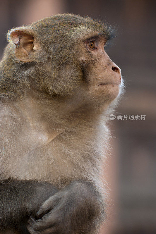 尼泊尔猴子的侧视图