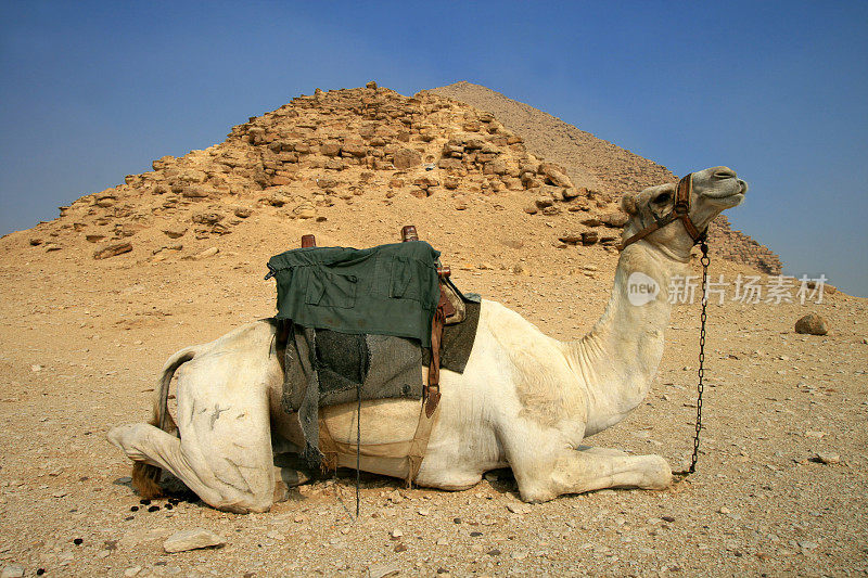 阿拉伯骆驼