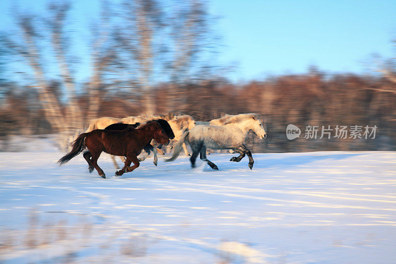 一群马在雪地里奔跑