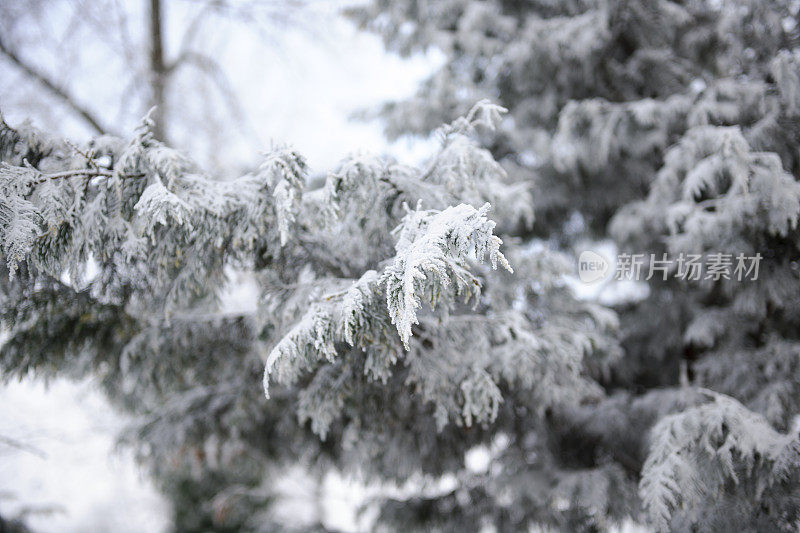 特写镜头冰冻冷杉树与白霜