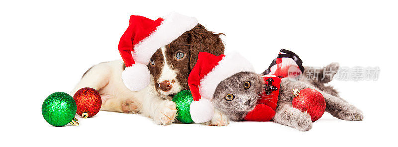 小狗和小猫躺在圣诞装饰品