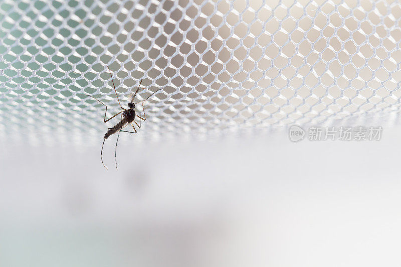 埃及伊蚊。靠近一只蚊子