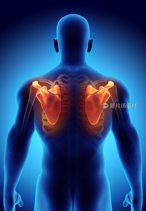 肩胛骨的3D插图，医学概念。
