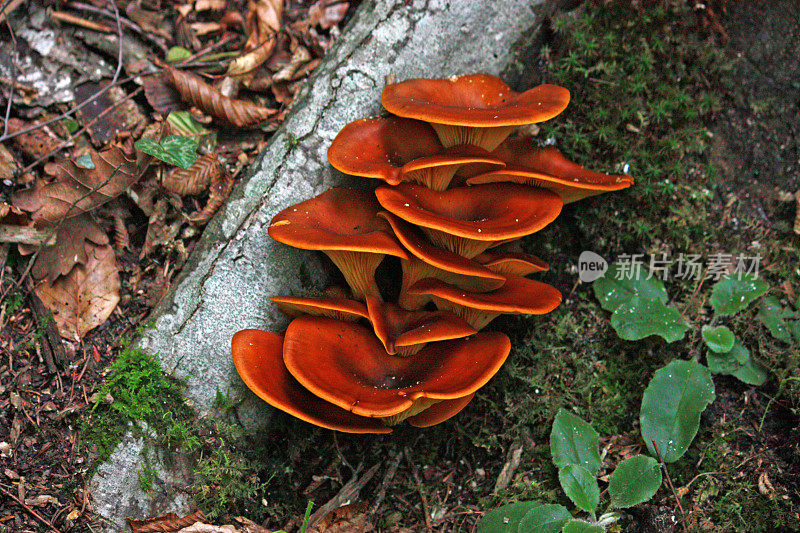 在树干上的一种森林蘑菇