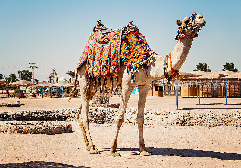 在埃及赫尔加达旅游时，骆驼直立行走
