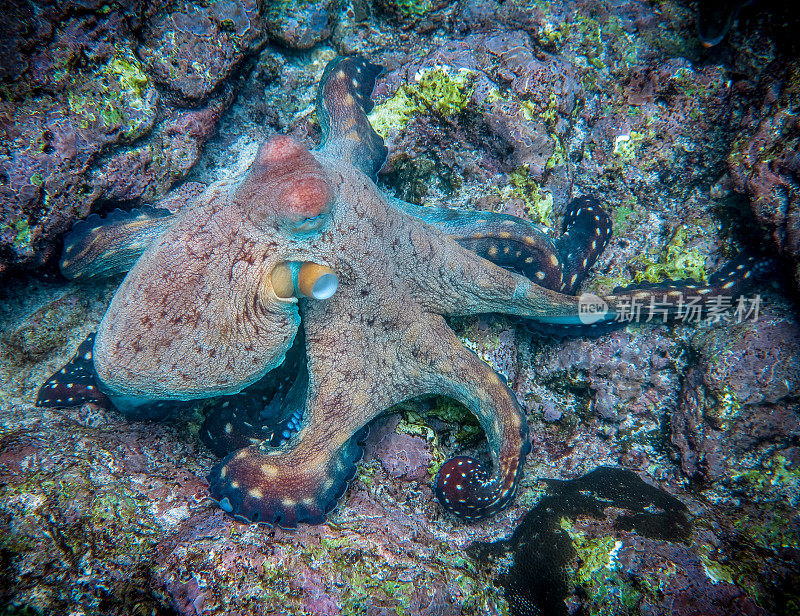 暗礁章鱼(蓝藻章鱼)头足类无脊椎动物的触须在水下移动