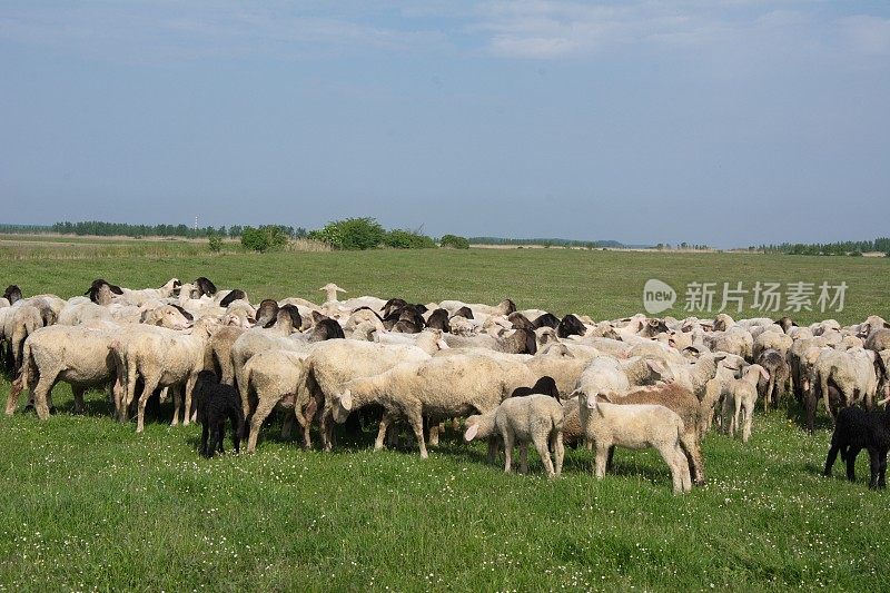 草丛中的绵羊