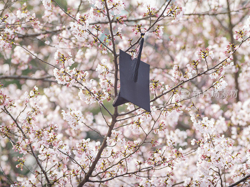 春花系列，上海同济大学美丽的粉红色樱花绽放。