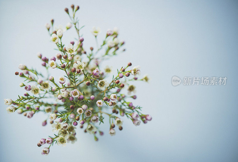 精致美丽的新鲜蜡花映衬着蓝色的背景