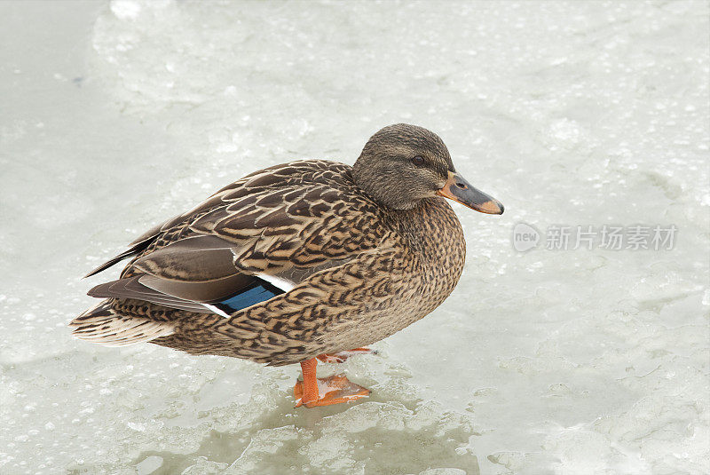 冰冻池塘上的野鸭