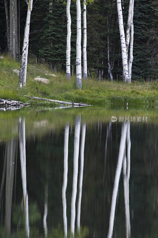 湖泊倒影的杨树风景景观