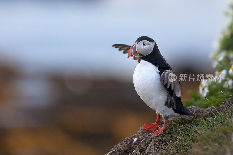 大西洋海雀(北极海雀)