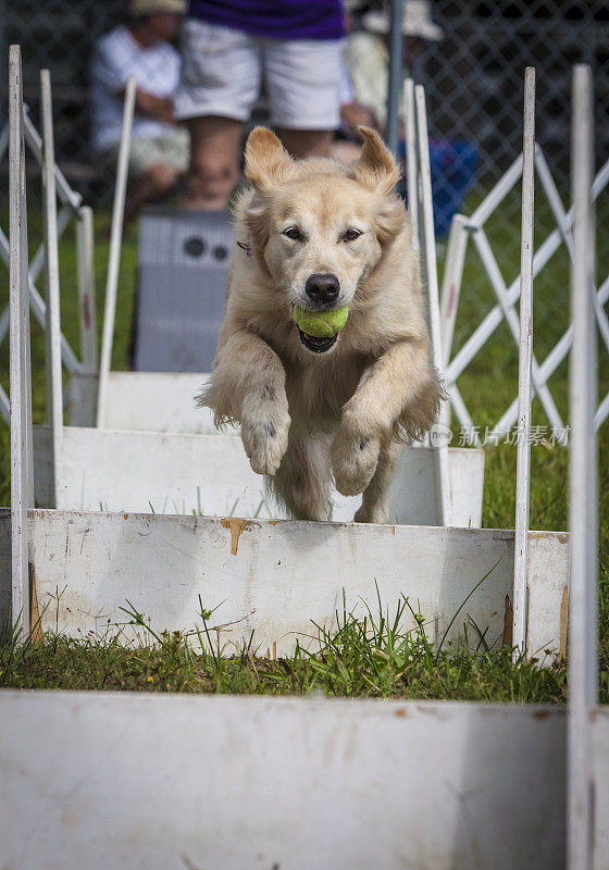 金毛猎犬空中跳跃障碍比赛