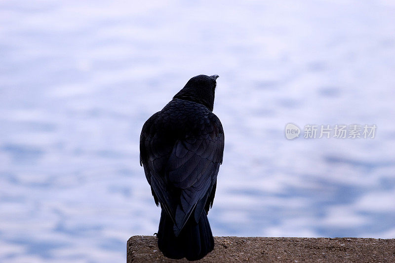 守望水体的黑鸟。