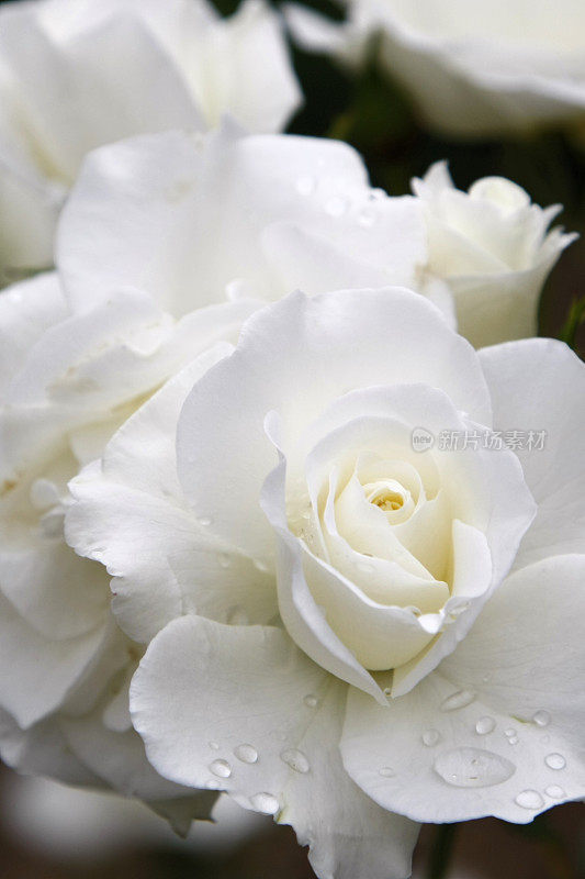 晨雨后的白玫瑰