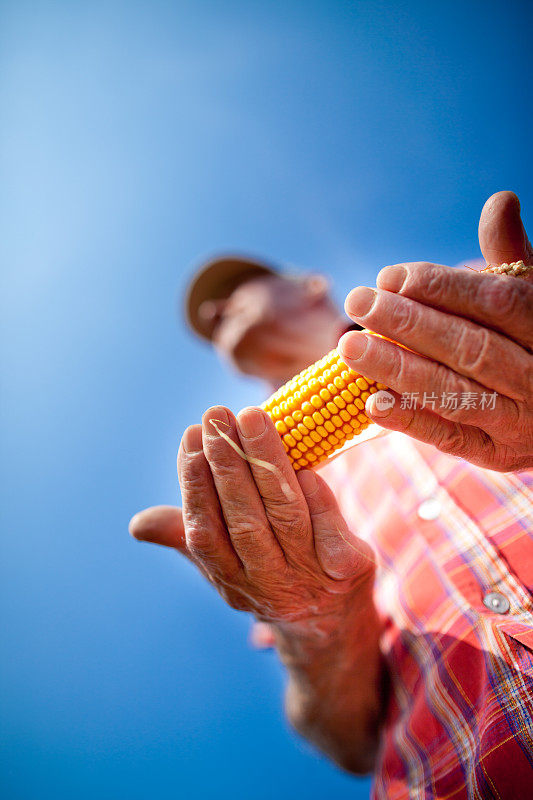 农民手中的玉米棒