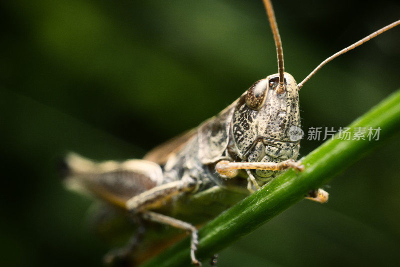 小蚱蜢在看