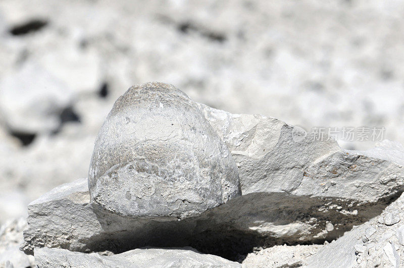 海胆化石