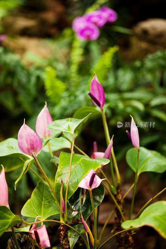 马蹄莲和百合花