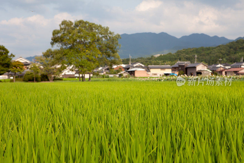 稻田