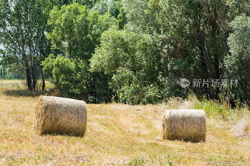 夏天用稻草捆收割的田地