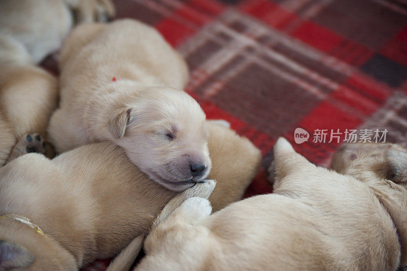 金毛猎犬的小狗睡着了