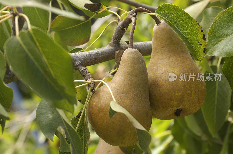 梨子在树上成熟的特写