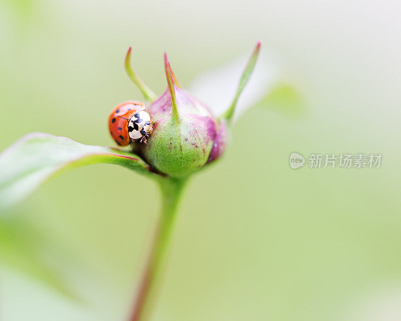 牡丹花蕾上的瓢虫