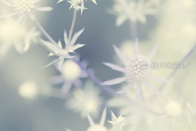 刺花植物-海冬青生长在夏季花园