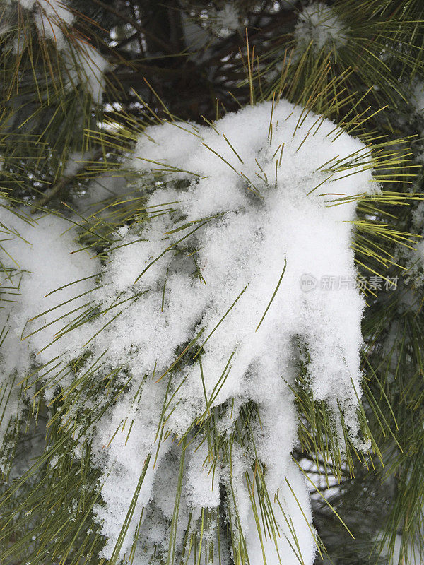 白松枝与雪