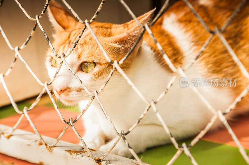 笼子里的虎斑猫