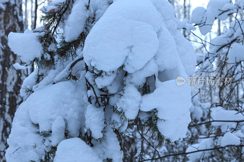 冷杉树枝上覆盖着雪