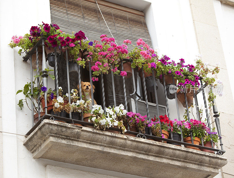 阳台上装满花盆的狗