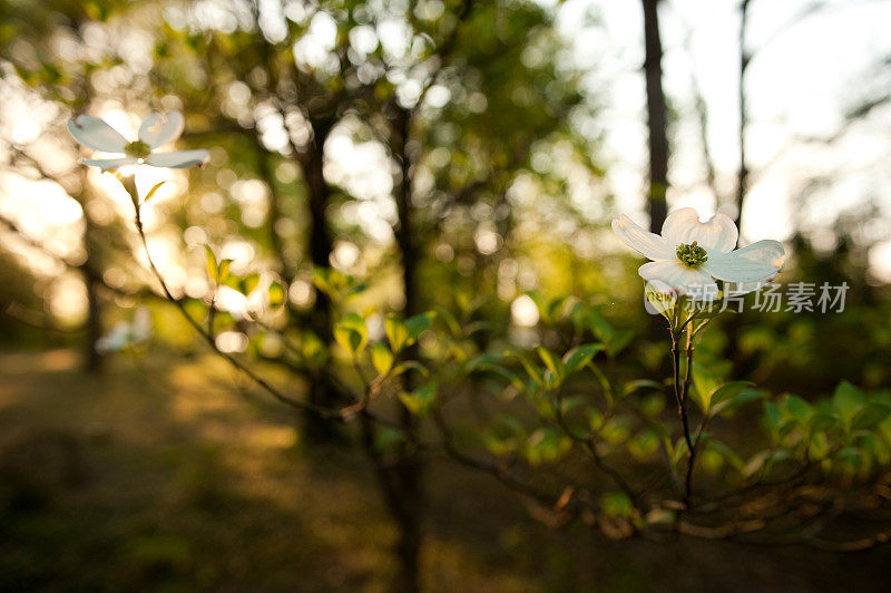 山茱萸在日出时开花