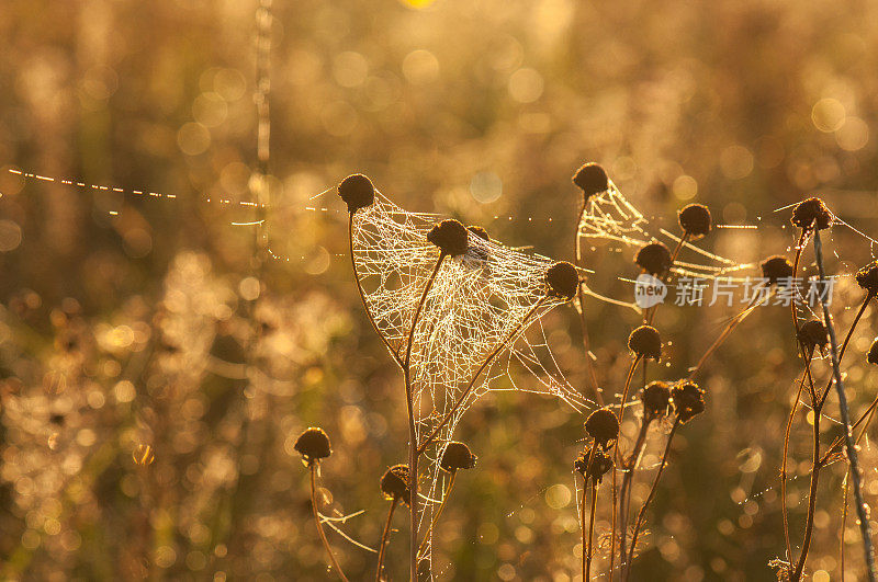 在晨光中，被蜘蛛网覆盖的干雏菊