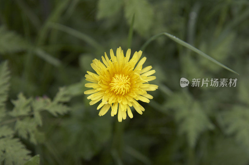 在灌木中孤立的黄色蒲公英