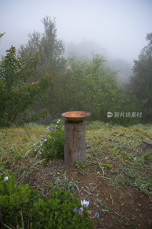 在山地森林雾中登录的水盆