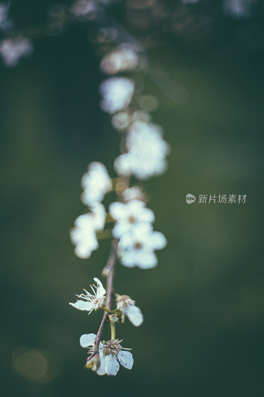 杏仁树开花