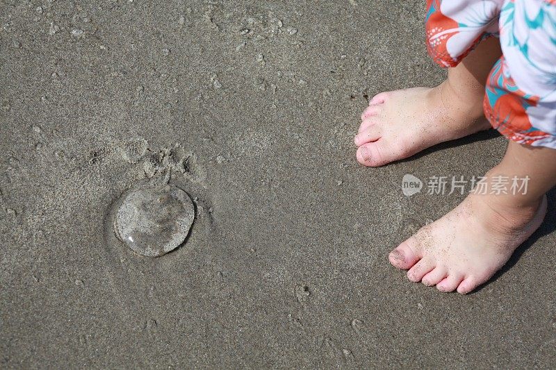 一个学龄前儿童发现了一只水母。
