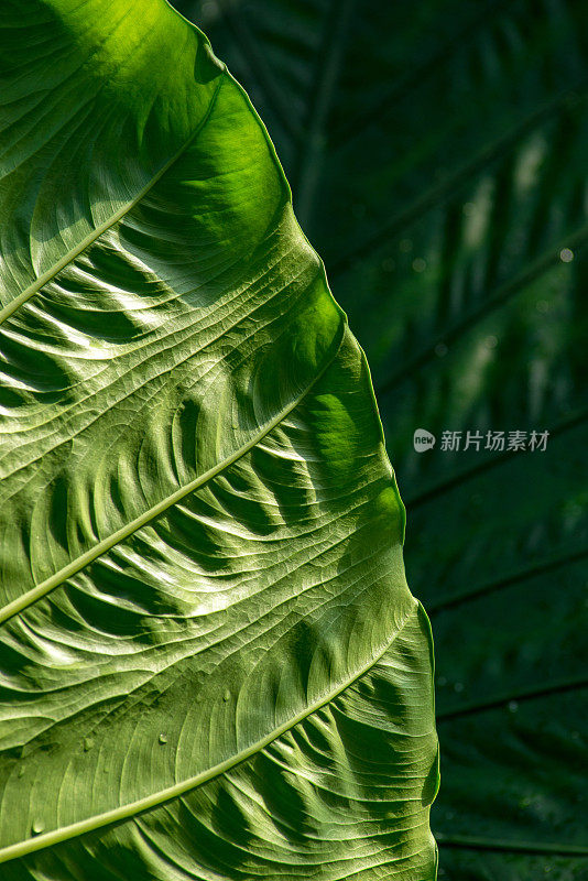 棕榈叶细节