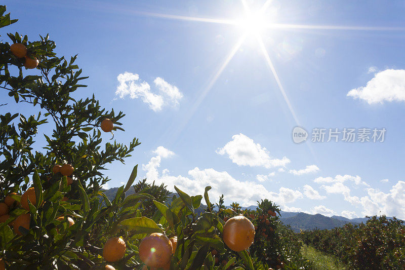 又熟又鲜的橘子挂在枝头