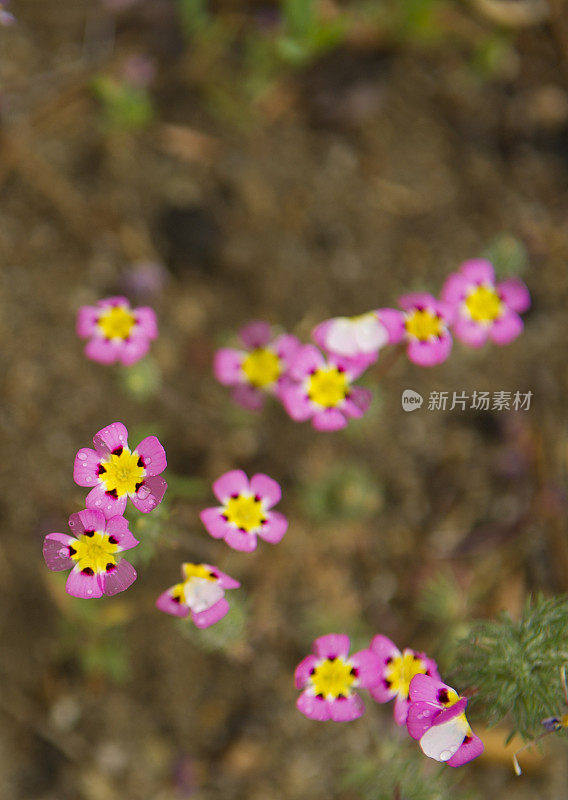 芥菜三叶草花