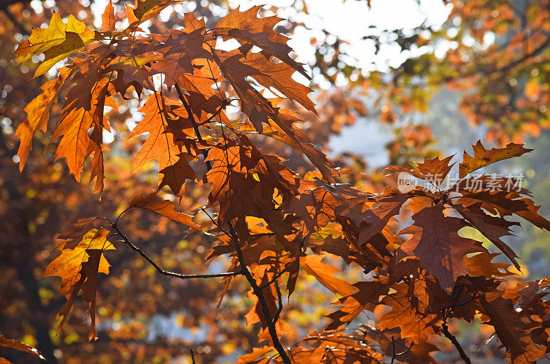 褐色的树在秋天落叶