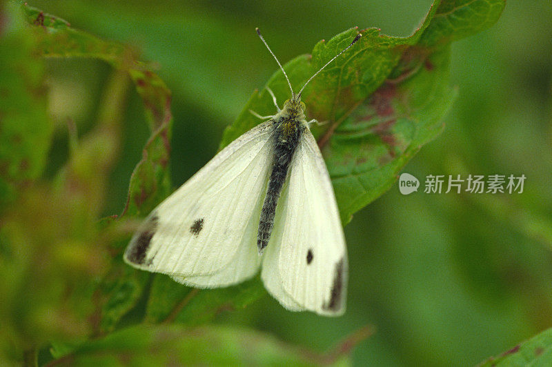 张开翅膀的白色小蝴蝶