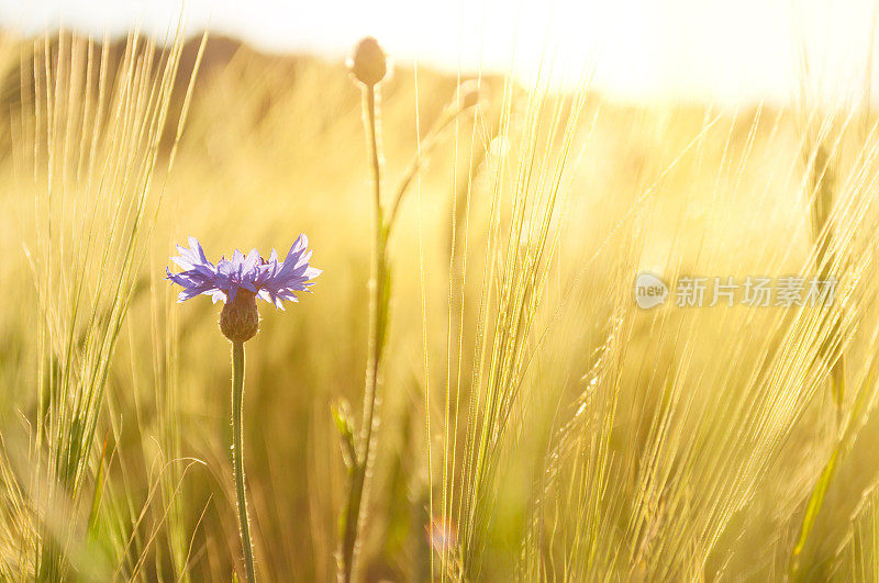 在夏天日落的田野里的矢车菊