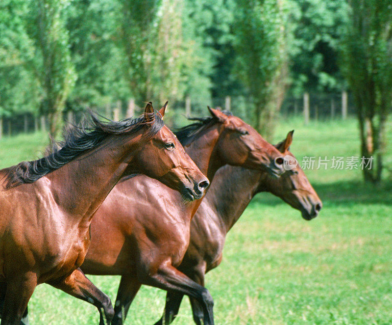 三匹马在小跑