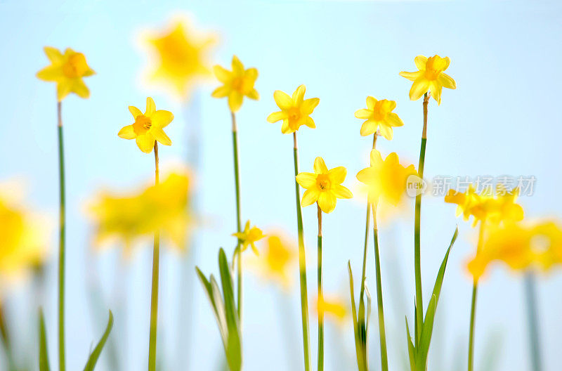 水仙花