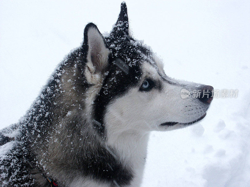 雪狗