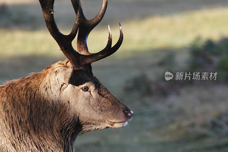 马鹿在沉思的侧面