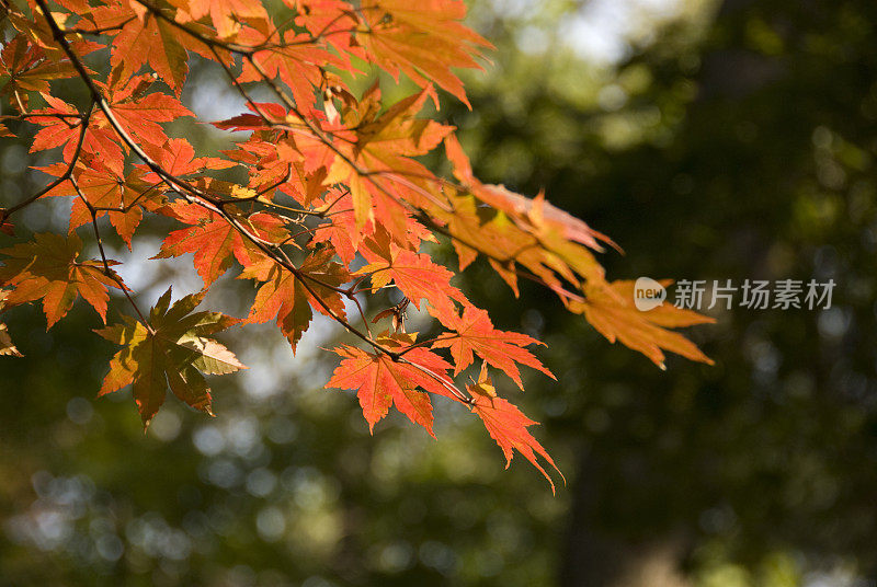 枫叶在秋天